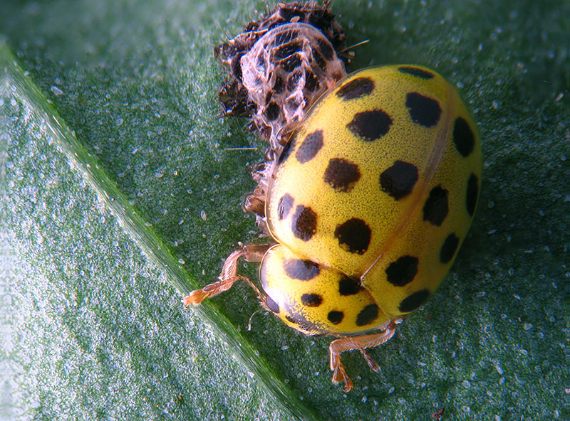 Coccinellidae:   Psyllobora vigintiduopunctata